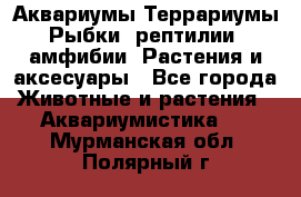 Аквариумы.Террариумы.Рыбки, рептилии, амфибии. Растения и аксесуары - Все города Животные и растения » Аквариумистика   . Мурманская обл.,Полярный г.